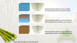 Desenvolvimento radicular numa condição 
de disponibilidade hídrica alta (solo úmido). 
Desenvolvimento radicular numa condição de 
disponibilidade hídrica média ( solo secando). 
Desenvolvimento radicular numa condição de 
disponibilidade hídrica muito baixa (solo seco). 
 