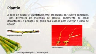 Plantio 
A cana de açúcar é vegetativamente propagada por cultivo comercial. 
Tipos diferentes de materiais de plantio, pegamento de cana; 
decantações e pedaços de gema são usados para cultivar a cana de 
açúcar. 
Pegamento de cana. 
Muda de gema. 
 