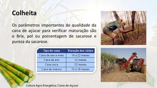 Colheita 
Os parâmetros importantes de qualidade da 
cana de açúcar para verificar maturação são 
o Brix, pol ou porcentagem de sacarose e 
pureza da sacarose. 
 