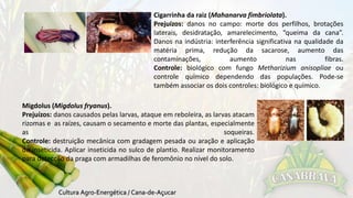 Cigarrinha da raiz (Mahanarva fimbriolata). 
Prejuízos: danos no campo: morte dos perfilhos, brotações 
laterais, desidratação, amarelecimento, “queima da cana”. 
Danos na indústria: interferência significativa na qualidade da 
matéria prima, redução da sacarose, aumento das 
contaminações, aumento nas fibras. 
Controle: biológico com fungo Metharizium anisopliae ou 
controle químico dependendo das populações. Pode-se 
também associar os dois controles: biológico e químico. 
Migdolus (Migdolus fryanus). 
Prejuízos: danos causados pelas larvas, ataque em reboleira, as larvas atacam 
rizomas e as raízes, causam o secamento e morte das plantas, especialmente 
as soqueiras. 
Controle: destruição mecânica com gradagem pesada ou aração e aplicação 
de inseticida. Aplicar inseticida no sulco de plantio. Realizar monitoramento 
para detecção da praga com armadilhas de feromônio no nível do solo. 
 