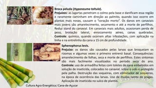 Broca peluda (Hyponeuma taltula). 
Prejuízos: as lagartas penetram o colmo pela base e danificam essa região 
e raramente caminham em direção ao palmito, quando isso ocorre em 
plantas mais novas, causam o “coração morto”. Os danos em canaviais 
mais jovens são amarelecimento, secamento e até a morte de perfilhos. 
Reduz stand do canavial. Em canaviais mais adultos, ocasionam perda de 
peso, brotação lateral, enraizamento aéreo, canas quebradas. 
Controle: químico, quando ocorrem altas infestações, com aplicação na 
linha e na entrelinha da cana a 15 cm de profundidade. 
Sphenophorus levis. 
Prejuízo: os danos são causados pelas larvas que broqueiam os 
rizomas e algumas vezes o primeiro entrenó basal. Consequências: 
amarelecimento de folhas, seca e morte de perfilhos. Estes sintomas 
são mais facilmente visualizados no período seco do ano. 
Controle: uso de armadilha feitas com toletes de cana embebidos em 
solução de inseticida, colocados no canavial, sobre o solo e protegido 
pela palha. Destruição das soqueiras, com eliminador de soqueiras, 
na época de ocorrência das larvas. Uso de mudas isenta de pragas. 
Aplicação de inseticida no sulco de plantio. 
 