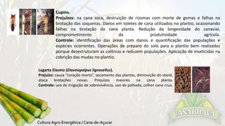 Cupins. 
Prejuízos: na cana soca, destruição de rizomas com morte de gemas e falhas na 
brotação das soqueiras. Danos em toletes de cana utilizados no plantio, ocasionando 
falhas na brotação da cana planta. Redução da longevidade do canavial, 
comprometimento da produtividade agrícola. 
Controle: identificação das áreas com danos e quantificação das populações e 
espécies ocorrentes. Operações de preparo do solo para o plantio bem realizadas 
porque desestruturam as colônias e reduzem populações. Aplicação de inseticidas na 
cobrição das mudas no plantio. 
Lagarta Elasmo (Elasmopalpus lignosellus). 
Prejuízo: causa “coração morto”, secamento das plantas, diminuição do stand, 
ataca brotações novas. Prejuízos maiores na cana planta. 
Controle: uso de irrigação de sobrevivência, uso de palhada, colher cana crua. 
 