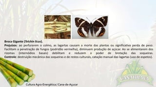 Broca Gigante (Telchin licus). 
Prejuízos: ao perfurarem o colmo, as lagartas causam a morte das plantas ou significativa perda de peso. 
Facilitam a penetração de fungos (podridão vermelha), diminuem produção de açúcar. Ao se alimentarem dos 
rizomas (internódios basais) debilitam e reduzem o poder de brotação das soqueiras. 
Controle: destruição mecânica das soqueiras e de restos culturais, catação manual das lagartas (uso de espetos). 
 