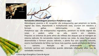 Nematoides (Meloidogyne javanica e Pratylencus spp.) 
Meloidogyne javanica e M. incognita: são endoparasitas que penetram no tecido 
vegetal das raízes, depositando e multiplicando ovos, ocorrem em reboleira e 
formam galhas (deformações nas raízes). 
Pratylencus spp.: são endoparasitos migradores, penetram no tecido vegetal das 
raízes e podem voltar ao solo, ocorre em reboleira. 
Prejuízos: os sintomas da parte aérea são reflexos dos ataques que se restrigem ao 
sistema radicular. Os nematoides injetam toxinas nas raízes. As raízes ficam pouco 
desenvolvidas e formam poucas radicelas, a planta fica com tamanho reduzido, 
ocorre murchamento da folhas nas horas mais quentes, queda prematura das folhas 
e nanismo. Redução da produtividade agrícola. 
Controle: químico com nematicidas quando detectada infestações altas. Uso de 
variedades resistentes. 
 