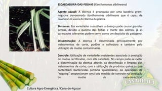 ESCALDADURA-DAS-FOLHAS (Xanthomonas albilineans) 
Agente causal: A doença é provocada por uma bactéria gram-negativa 
denominada Xanthomonas albilineans que é capaz de 
colonizar os vasos do Xilema da planta. 
Sintomas: Em variedades suscetíveis a doença pode causar grandes 
perdas, devido a queima das folhas e morte dos colmos, já as 
variedades tolerantes podem servir como um depósito do patógeno. 
Disseminação: A doença é disseminada principalmente por 
instrumentos de corte, podões e colhedora e também pela 
utilização de mudas contaminadas. 
Controle: Utilização de variedades resistentes associada à produção 
de mudas certificadas, com alta sanidade. No campo pode-se evitar 
a disseminação da doença através da desinfecção e limpeza dos 
instrumentos de corte, com a utilização de produtos químicos que 
contenham bactericidas (amônia quaternária). As operações de 
“roguing” proporcionam uma boa medida de controle na produção 
de mudas de cana-de-açúcar. 
 