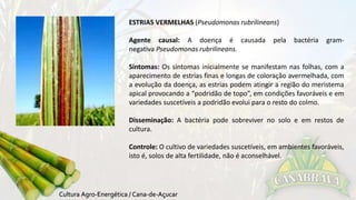 ESTRIAS VERMELHAS (Pseudomonas rubrilineans) 
Agente causal: A doença é causada pela bactéria gram-negativa 
Pseudomonas rubrilineans. 
Sintomas: Os sintomas inicialmente se manifestam nas folhas, com a 
aparecimento de estrias finas e longas de coloração avermelhada, com 
a evolução da doença, as estrias podem atingir a região do meristema 
apical provocando a “podridão de topo”, em condições favoráveis e em 
variedades suscetíveis a podridão evolui para o resto do colmo. 
Disseminação: A bactéria pode sobreviver no solo e em restos de 
cultura. 
Controle: O cultivo de variedades suscetíveis, em ambientes favoráveis, 
isto é, solos de alta fertilidade, não é aconselhável. 
 