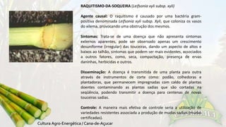 RAQUITISMO-DA-SOQUEIRA (Leifsonia xyli subsp. xyli) 
Agente causal: O raquitismo é causado por uma bactéria gram-positiva 
denominada Leifsonia xyli subsp. Xyli, que coloniza os vasos 
do xilema, provocando uma obstrução dos mesmos. 
Sintomas: Trata-se de uma doença que não apresenta sintomas 
externos aparentes, pode ser observado apenas um crescimento 
desuniforme (irregular) das touceiras, dando um aspecto de altos e 
baixos ao talhão, sintomas que podem ser mais evidentes, associados 
a outros fatores, como, seca, compactação, presença de ervas 
daninhas, herbicidas e outros. 
Disseminação: A doença é transmitida de uma planta para outra 
através de instrumentos de corte como: podão, colhedoras e 
plantadoras, que permanecem impregnadas com caldo de plantas 
doentes contaminando as plantas sadias que são cortadas na 
seqüência, podendo transmitir a doença para centenas de novas 
touceiras sadias. 
Controle: A maneira mais efetiva de controle seria a utilização de 
variedades resistentes associada a produção de mudas sadias (mudas 
certificadas). 
 