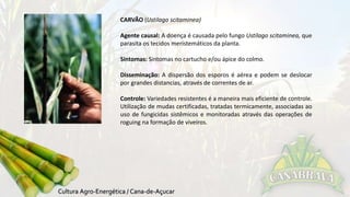 CARVÃO (Ustilago scitaminea) 
Agente causal: A doença é causada pelo fungo Ustilago scitaminea, que 
parasita os tecidos meristemáticos da planta. 
Sintomas: Sintomas no cartucho e/ou ápice do colmo. 
Disseminação: A dispersão dos esporos é aérea e podem se deslocar 
por grandes distancias, através de correntes de ar. 
Controle: Variedades resistentes é a maneira mais eficiente de controle. 
Utilização de mudas certificadas, tratadas termicamente, associadas ao 
uso de fungicidas sistêmicos e monitoradas através das operações de 
roguing na formação de viveiros. 
 