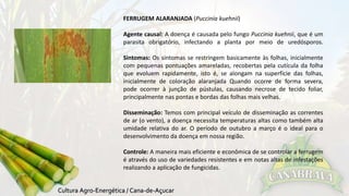 FERRUGEM ALARANJADA (Puccinia kuehnii) 
Agente causal: A doença é causada pelo fungo Puccinia kuehnii, que é um 
parasita obrigatório, infectando a planta por meio de uredósporos. 
Sintomas: Os sintomas se restringem basicamente às folhas, inicialmente 
com pequenas pontuações amareladas, recobertas pela cutícula da folha 
que evoluem rapidamente, isto é, se alongam na superfície das folhas, 
inicialmente de coloração alaranjada Quando ocorre de forma severa, 
pode ocorrer à junção de pústulas, causando necrose de tecido foliar, 
principalmente nas pontas e bordas das folhas mais velhas. 
Disseminação: Temos com principal veículo de disseminação as correntes 
de ar (o vento), a doença necessita temperaturas altas como também alta 
umidade relativa do ar. O período de outubro a março é o ideal para o 
desenvolvimento da doença em nossa região. 
Controle: A maneira mais eficiente e econômica de se controlar a ferrugem 
é através do uso de variedades resistentes e em notas altas de infestações 
realizando a aplicação de fungicidas. 
 