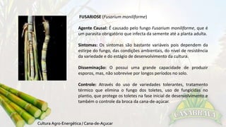 FUSARIOSE (Fusarium moniliforme) 
Agente Causal: É causado pelo fungo Fusarium moniliforme, que é 
um parasita obrigatório que infecta da semente até a planta adulta. 
Sintomas: Os sintomas são bastante variáveis pois dependem da 
estirpe do fungo, das condições ambientais, do nível de resistência 
da variedade e do estágio de desenvolvimento da cultura. 
Disseminação: O possui uma grande capacidade de produzir 
esporos, mas, não sobrevive por longos períodos no solo. 
Controle: Através do uso de variedades tolerantes, tratamento 
térmico que elimina o fungo dos toletes, uso de fungicidas no 
plantio, que protege os toletes na fase inicial de desenvolvimento e 
também o controle da broca da cana-de-açúcar. 
 