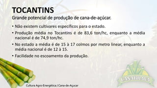 TOCANTINS 
Grande potencial de produção de cana-de-açúcar. 
• Não existem cultivares específicos para o estado. 
• Produção média no Tocantins é de 83,6 ton/hc, enquanto a média 
nacional é de 74,9 ton/hc. 
• No estado a média é de 15 à 17 colmos por metro linear, enquanto a 
média nacional é de 12 à 15. 
• Facilidade no escoamento da produção. 
 