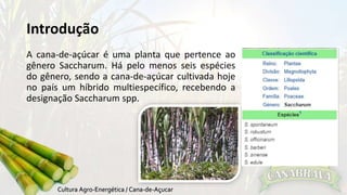 Introdução 
A cana-de-açúcar é uma planta que pertence ao 
gênero Saccharum. Há pelo menos seis espécies 
do gênero, sendo a cana-de-açúcar cultivada hoje 
no país um híbrido multiespecífico, recebendo a 
designação Saccharum spp. 
 