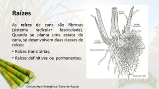 Raízes 
As raízes da cana são fibrosas 
(sistema radicular fasciculada). 
Quando se planta uma estaca de 
cana, se desenvolvem duas classes de 
raízes: 
• Raízes transitórias; 
• Raízes definitivas ou permanentes. 
 