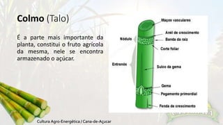 Colmo (Talo) 
É a parte mais importante da 
planta, constitui o fruto agrícola 
da mesma, nele se encontra 
armazenado o açúcar. 
 