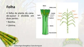 Folha 
A folha da planta da cana-de- 
açúcar é dividida em 
duas partes: 
• Bainha; 
• Lâmina. 
 
