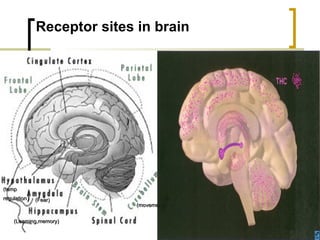 Receptor sites in brain (movement) ) (Learning,memory) (temp regulation ) (Fear) 