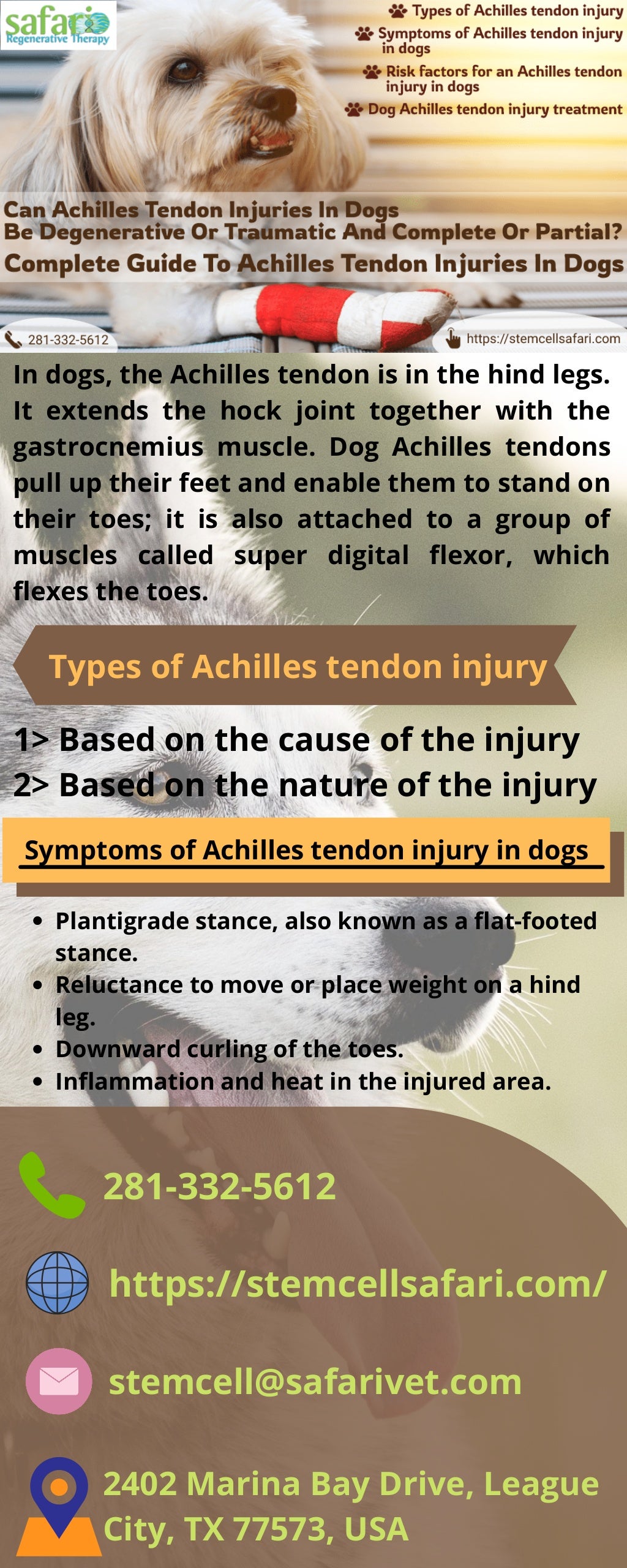 Can achilles tendon injuries in dogs be degenerative or traumatic and
