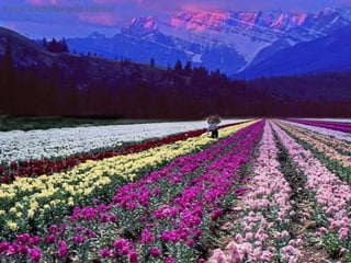 Fotos recebidas pela internet 