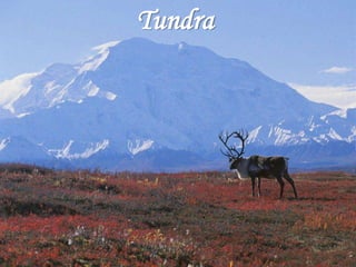 Tundra 
 