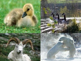 Pré-históriaOs primeiros homens, procedentes provavelmente da Ásia, chegaram ao território norte americano há talvez 30.000 anos atrás, cruzando hoje pelo Estreito de Behring, faixa de terra que unia a Sibéria com a Alaska. Daqui foram-se deslocando paulatinamente para o sul. Estes primitivos povos desenvolviam uma cultura própria muito antes que os primeiros europeus chegassem.