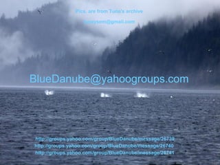 Pics. are from Tuna's archive
tunaysem@gmail.com
BlueDanube@yahoogroups.com
http://groups.yahoo.com/group/BlueDanube/message/26739
http://groups.yahoo.com/group/BlueDanube/message/26740
http://groups.yahoo.com/group/BlueDanube/message/26741