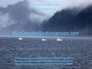 Pics. are from Tuna's archive   [email_address]   BlueDanube @ yahoogroups .com http:// groups . yahoo .com/ group / BlueDanube / message /26739  http:// groups . yahoo .com/ group / BlueDanube / message /26740  http:// groups . yahoo .com/ group / BlueDanube / message /26741 