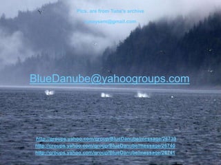 Pics. are from Tuna's archive

                  tunaysem@gmail.com




BlueDanube@yahoogroups.com




http://groups.yahoo.com/group/BlueDanube/message/26739
http://groups.yahoo.com/group/BlueDanube/message/26740
http://groups.yahoo.com/group/BlueDanube/message/26741
 