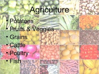 Agriculture
• Potatoes
• Fruits & Veggies
• Grains
• Cattle
• Poultry
• Fish
 