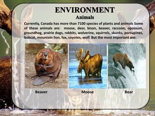 Currently, Canada has more than 7100 species of plants and animals Some
of these animals are: moose, deer, bison, beaver, raccoon, opossum,
groundhog, prairie dogs, rabbits, wolverine, squirrels, skunks, porcupines,
bobcat, mountain lion, fox, coyotes, wolf. But the most important are:
Beaver Moose Bear
 