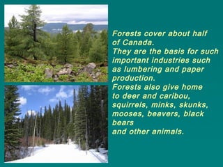 Forests cover about half
of Canada.
They are the basis for such
important industries such
as lumbering and paper
production.
Forests also give home
to deer and caribou,
squirrels, minks, skunks,
mooses, beavers, black
bears
and other animals.
 