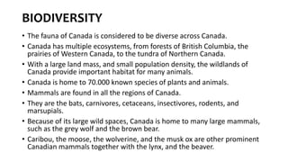 BIODIVERSITY
• The fauna of Canada is considered to be diverse across Canada.
• Canada has multiple ecosystems, from forests of British Columbia, the
prairies of Western Canada, to the tundra of Northern Canada.
• With a large land mass, and small population density, the wildlands of
Canada provide important habitat for many animals.
• Canada is home to 70.000 known species of plants and animals.
• Mammals are found in all the regions of Canada.
• They are the bats, carnivores, cetaceans, insectivores, rodents, and
marsupials.
• Because of its large wild spaces, Canada is home to many large mammals,
such as the grey wolf and the brown bear.
• Caribou, the moose, the wolverine, and the musk ox are other prominent
Canadian mammals together with the lynx, and the beaver.
 