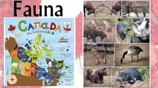 Fauna
 