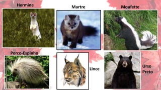 Hermine Martre Moufette
Porco-Espinho
Urso
Preto
Lince
 