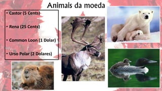 Animais da moeda
• Castor (5 Cents)
• Rena (25 Cents)
• Common Loon (1 Dolar)
• Urso Polar (2 Dolares)
 
