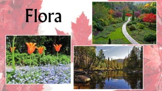 Flora
 