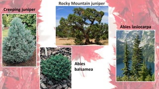 Creeping juniper
Rocky Mountain juniper
Abies
balsamea
Abies lasiocarpa
 