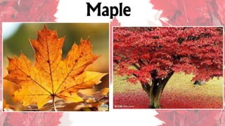 Maple
 