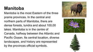 Manitoba
Manitoba is the most Eastern of the three
prairie provinces. In the central and
northern parts of Manitoba, there are
dense forests, tundra and about 100,00
lakes. Manitoba is in the centre of
Canada, halfway between the Atlantic and
Pacific Ocean. Its central location, diverse
landscapes, and history are represented
by the provinces official symbols.
 