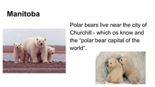 Manitoba
Polar bears live near the city of
Churchill - which os know and
the “polar bear capital of the
world”.
 