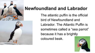 Newfoundland and Labrador
The atlantic puffin is the official
bird of Newfoundland and
Labrador. The Atlantic Puffin is
sometimes called a “sea parrot”
because it has a brightly
coloured beak.
 