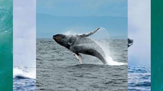 Things to do in Newfoundland
Whale watching
 