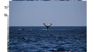 Things to Do in British Columbia
Whale Watching
 