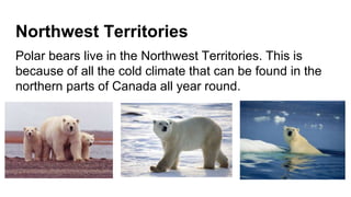Northwest Territories
Polar bears live in the Northwest Territories. This is
because of all the cold climate that can be found in the
northern parts of Canada all year round.
 