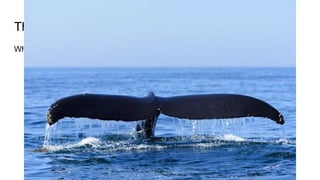 Things to do in New Brunswick
Whale Watching
 