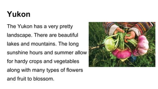 Yukon
The Yukon has a very pretty
landscape. There are beautiful
lakes and mountains. The long
sunshine hours and summer allow
for hardy crops and vegetables
along with many types of flowers
and fruit to blossom.
 
