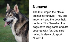 Nunavut
The Inuit dog is the official
animal in Nunavut. They are
important and the dogs help
hunters. The Canadian Inuit
dogs have long coats and are
covered with fur. Dog sled
racing is also a big sport
Nunavut.
 