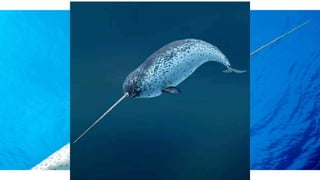 Nunavut
Narwhals - are they real?
YES THEY ARE
 