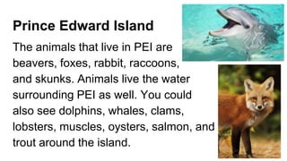 Prince Edward Island
The animals that live in PEI are
beavers, foxes, rabbit, raccoons,
and skunks. Animals live the water
surrounding PEI as well. You could
also see dolphins, whales, clams,
lobsters, muscles, oysters, salmon, and
trout around the island.
 