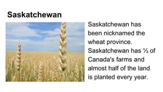 Saskatchewan
Saskatchewan has
been nicknamed the
wheat province.
Saskatchewan has ⅓ of
Canada's farms and
almost half of the land
is planted every year.
 