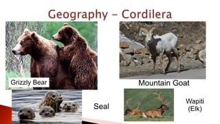 Grizzly Bear Mountain Goat
Wapiti
(Elk)Seal
 